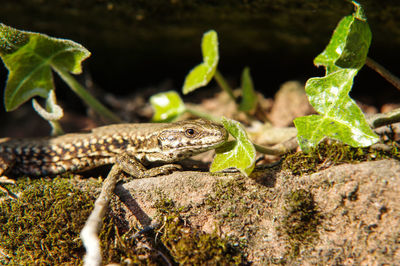 Close-up of lizard on rock