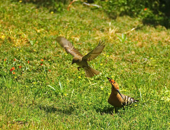 Close-up of bird flying in grass