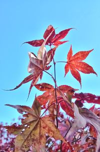 Close-up of red maple leaves against blue sky