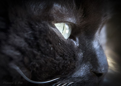 Close-up of animal eye