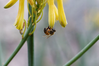 Close-up of bee pollinating on flower