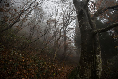 Trees in forest