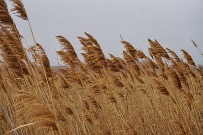 Close-up of stalks in field against clear sky