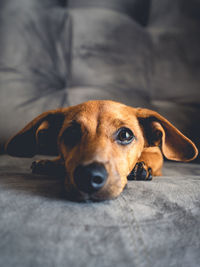 Brown puppy looking cute in the camera.