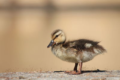 Side view close-up of duckling on field