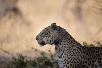 Leopard on field