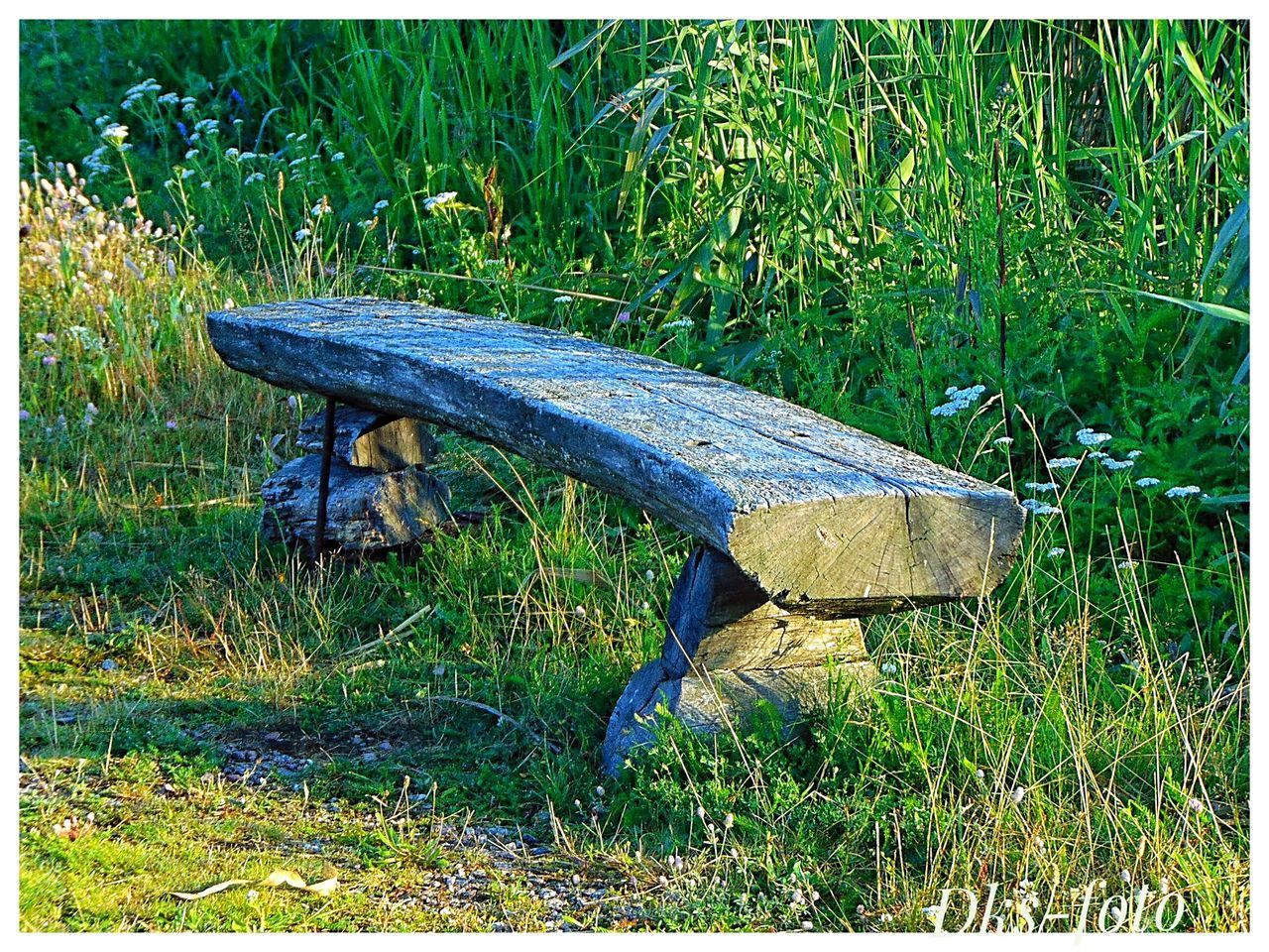 MUSHROOM IN FOREST