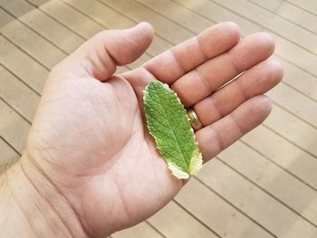 High angle view of hand holding leaves