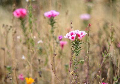 Close-up of pink flowering plant on field