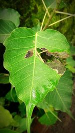 Close-up of ant on leaf