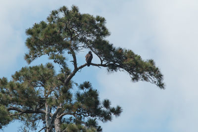 Low angle view of tree against sky