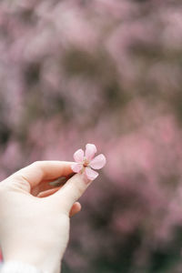 Close-up of hand holding pink flower