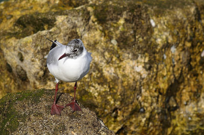 Close-up of seagull perching on rock