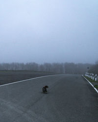 Dog on road against sky