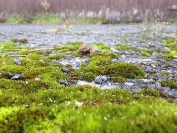 Surface level of stream on field