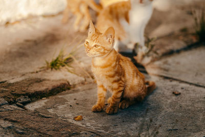 Full length of a cat looking away