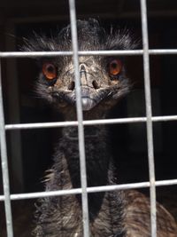 Portrait of ostrich in cage