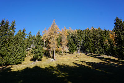 Panoramic view of pine trees in forest against clear blue sky