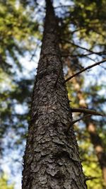 Low angle view of tree trunk in forest
