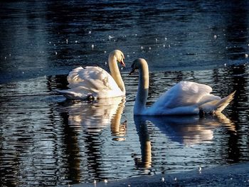 Swan swimming in water