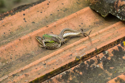 View of salamanders on wood