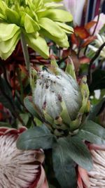 Close-up of plant