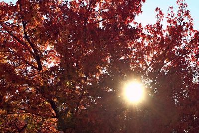 Low angle view of trees