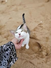 High angle view of hand holding cat on land