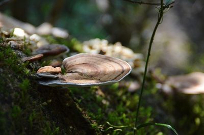 Close-up of snail