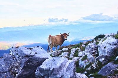 Horse standing on rock against sky