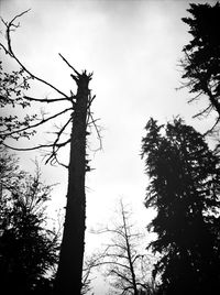 Low angle view of bare trees against sky