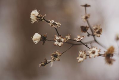 Close-up of apple blossoms in spring