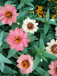 High angle view of pink flowers blooming outdoors