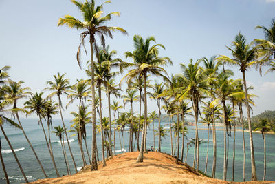 Palm trees on beach against clear sky