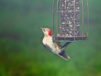 Close-up of bird perching on feeder