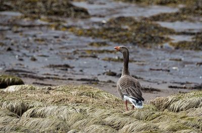 Greylag goose at lakeshore