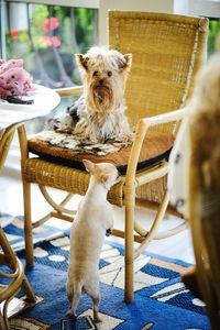 Dog looking away while sitting on chair