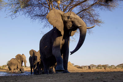 Elephants on field