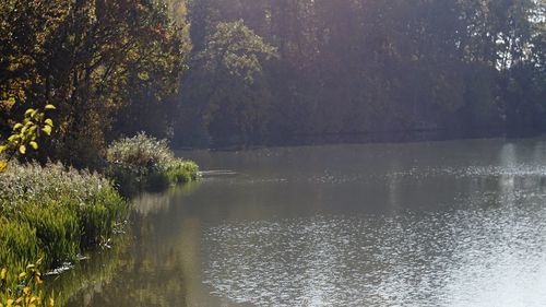 Scenic view of lake in forest