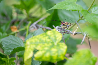 Close-up of insect on leaf