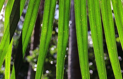 Full frame shot of green grass