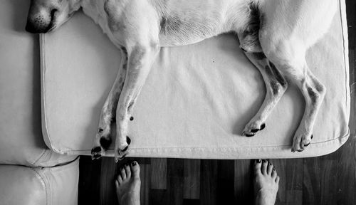 Close-up of dog resting on floor