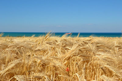  scenic view of grain and sea against clear sky