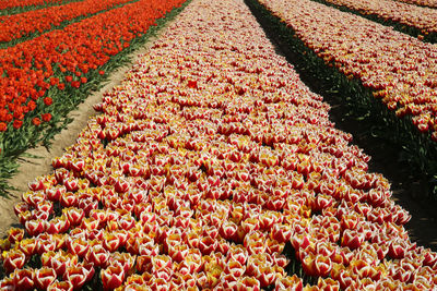 High angle view of red tulips on field