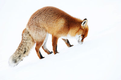 Full length of red fox on snow covered field