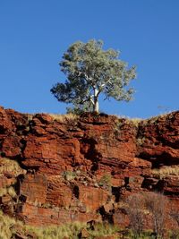 Tree on rock against clear blue sky