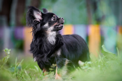 Close-up of dog looking away