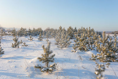 Trees on snow covered field against clear sky