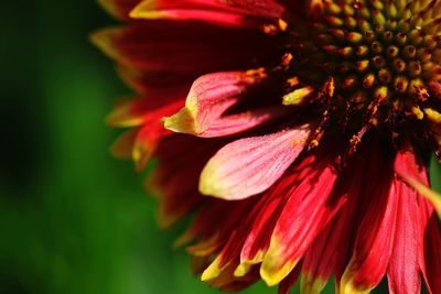 Close-up of red flower