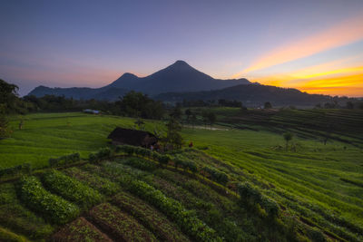 Scenic view of agricultural field against sky during sunset